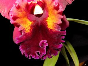 Rhyncholaeliocattleya Oconee