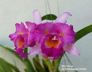 Rhyncholaeliocattleya H. K. Lau