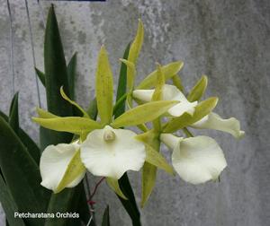 Brassocattleya Ploenpit Star