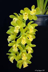 Cymbidium Mini Mary