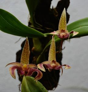 Bulbophyllum Wilmar Galaxy Star