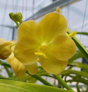 Vanda Arunee's Honey Moon