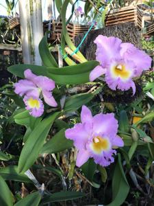 Rhyncholaeliocattleya Mount Hood