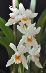 Coelogyne Memoria W. Micholitz