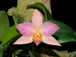 Cattleya Mirabelle Fleur