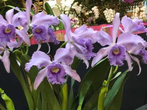 Cattleya Canhamiana