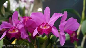 Cattleya Euphrasia