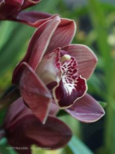 Cymbidium Khan Flame