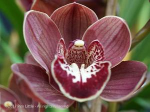 Cymbidium Khan Flame