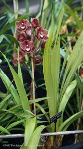 Cymbidium Khan Flame