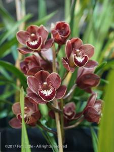 Cymbidium Khan Flame