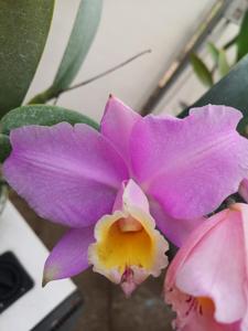 Cattleya Beaumesnil