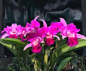 Laeliocattleya Miss Wonderful