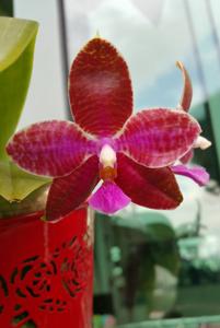 Phalaenopsis Chienlung Super Eagle-lueddemanniana