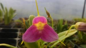 Masdevallia Pixie Dust