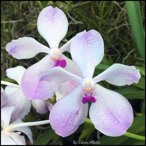 Vanda Edwin's White Romance