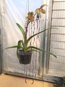 Paphiopedilum Shin-Yi Sanders