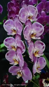 Phalaenopsis Lianher Happy Dancer