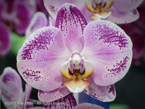 Phalaenopsis Lianher Happy Dancer