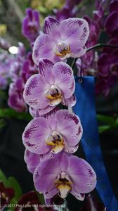 Phalaenopsis Lianher Happy Dancer