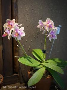 Phalaenopsis Sogo Gotris