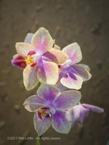 Phalaenopsis Sogo Gotris