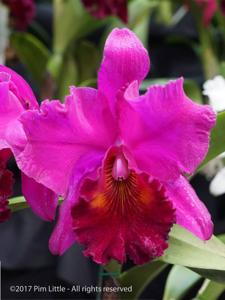 Rhyncholaeliocattleya Amy Wakasugi