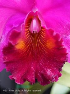 Rhyncholaeliocattleya Amy Wakasugi