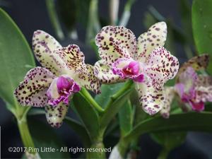 Rhyncholaeliocattleya Durigan