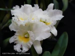 Rhyncholaeliocattleya Pastoral