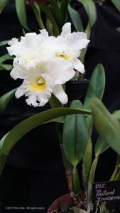 Rhyncholaeliocattleya Pastoral