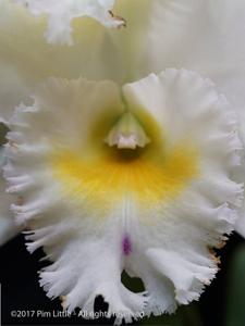 Rhyncholaeliocattleya Pastoral