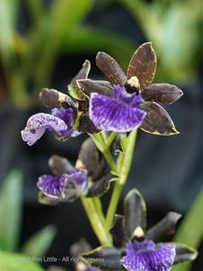 Zygopetalum Redvale