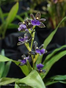 Zygopetalum Redvale