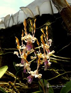 Dendrobium Jairak Helix