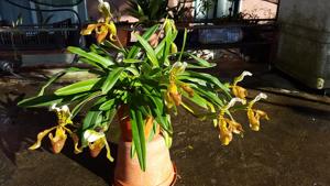 Paphiopedilum nitens