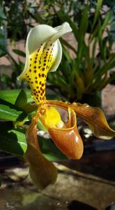 Paphiopedilum nitens