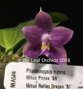 Phalaenopsis Mituo Blue Smurfs