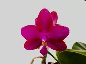 Phalaenopsis Miki Sabina