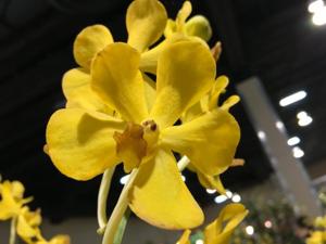 Aranda Chao Praya Classic