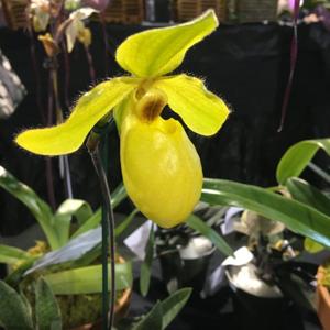 Paphiopedilum Alice Barrios