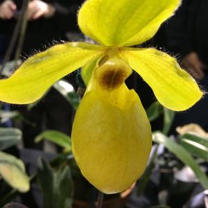 Paphiopedilum Alice Barrios