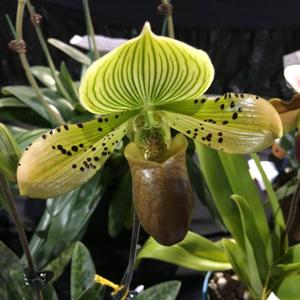 Paphiopedilum Memoria Jacob Jake Piloto