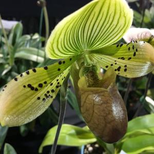 Paphiopedilum Memoria Jacob Jake Piloto