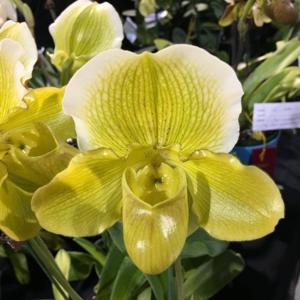 Paphiopedilum Irish Eyes