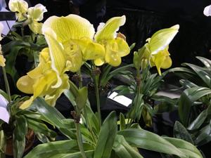 Paphiopedilum Irish Eyes