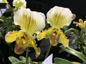 Paphiopedilum Fairly Sauced