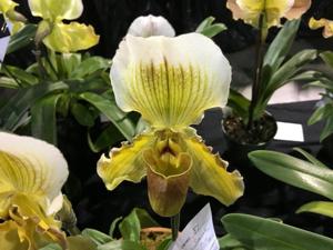 Paphiopedilum Fairly Sauced