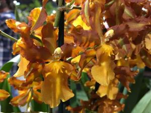 Oncidium Volcano Midnight