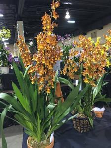 Oncidium Volcano Midnight